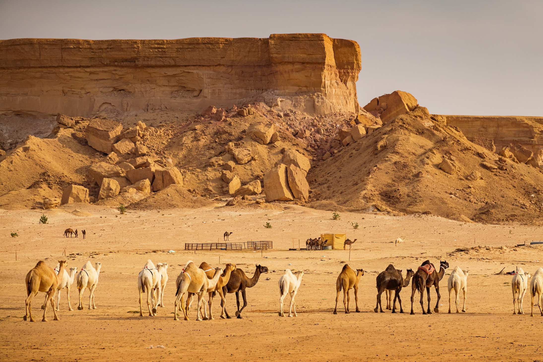 Camel herd near Riyadh Saudi Arabia Souq Al Jamal camel market